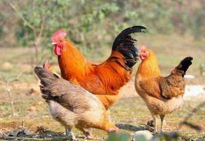 三黄鸡养殖利润(散养3000只土鸡的利润分析，这是土鸡养殖最重要的一环)