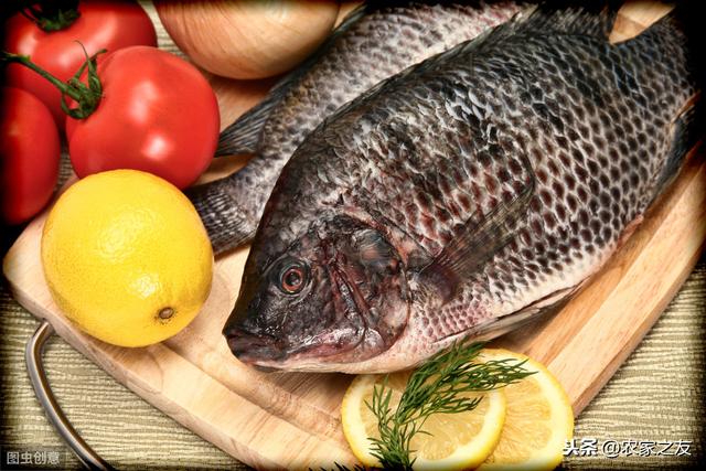 广西罗非鱼如何“游”出困境，巴沙鱼将成广西新兴水产养殖品种