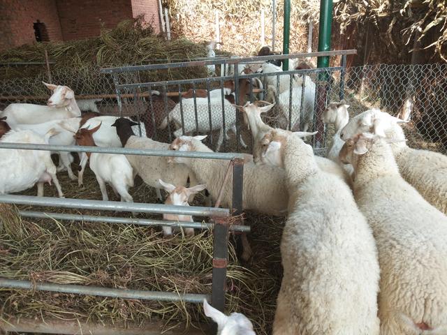 山羊绵羊品种大全，各自优缺点一目了然，想知道哪种羊最能生仔么