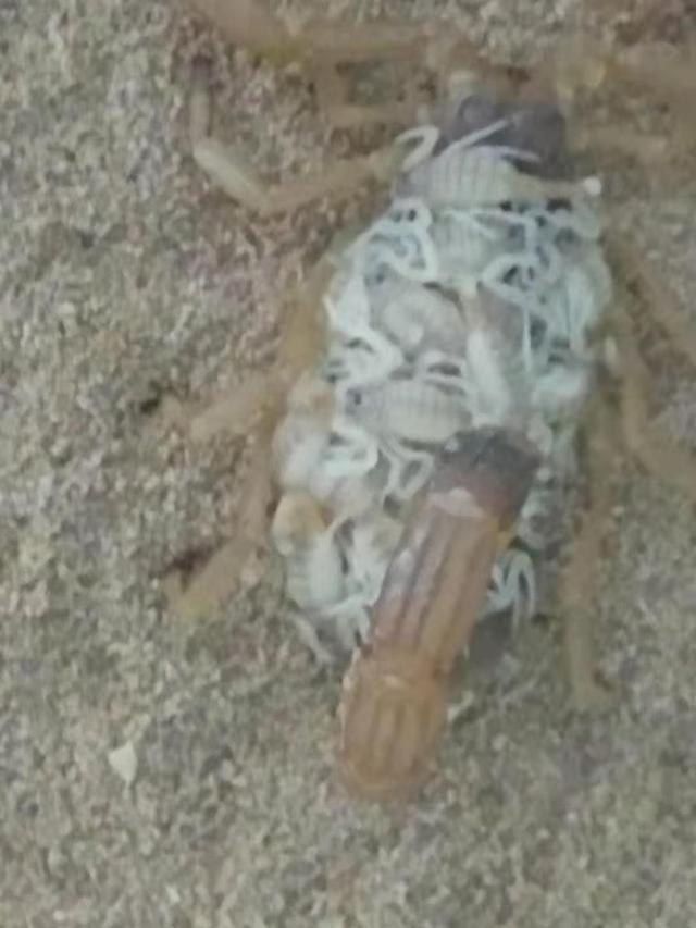 蝎子养殖技术方法蝎子与水的关系
