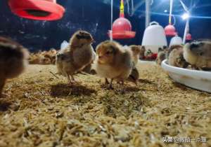 养殖柴鸡(红瑶鸡平养，疫苗、用药、饮水、饲喂，60天出栏纪实)