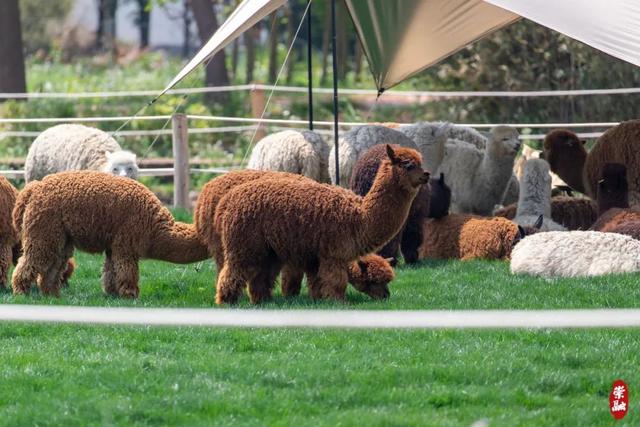 国内首家都市羊驼主题体验牧场开园迎客，就在崇明这里！