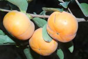 甜柿子种植技术(种植大秋甜柿科学管理，配套栽培技术，以下几点内容非常重要)