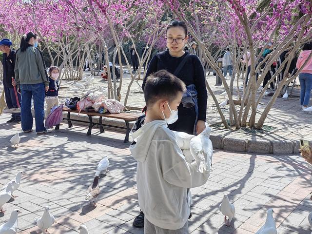 紫荆山公园白鸽火出圈！“落户”已二十余年，10月之后可能要说再见