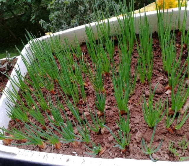 吃剩的青菜根，埋进花盆里，浇点水，冒出小菜园，半年摘不完