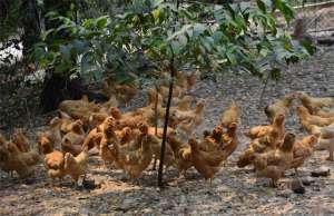 贵妃鸡养殖成本及利润(养鸡户普遍关心的问题，今年养鸡还能挣钱吗？)