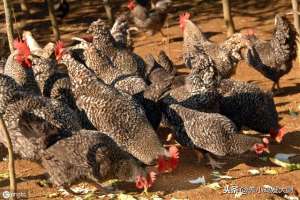 雉鸡养殖技术(养殖野鸡的技巧和管理方法，在冬季怎样养殖野鸡？有哪些要注意的)