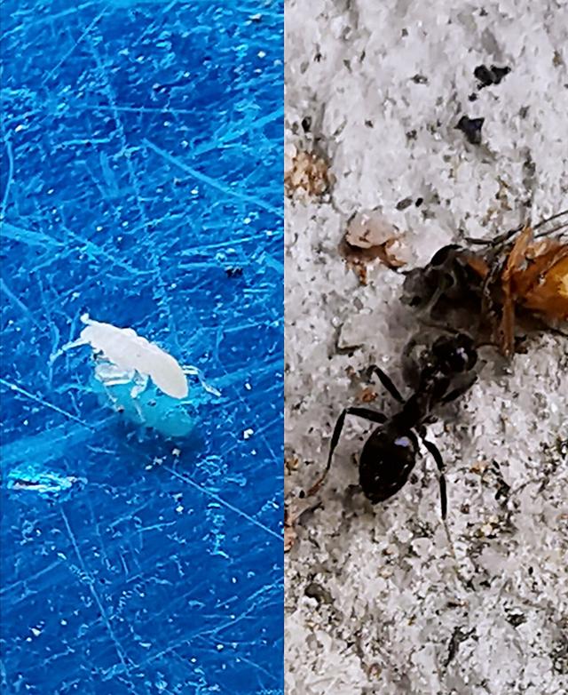 节流鬼的幼虫有多大？两毫米长！蚂蚁经常欺负它们
