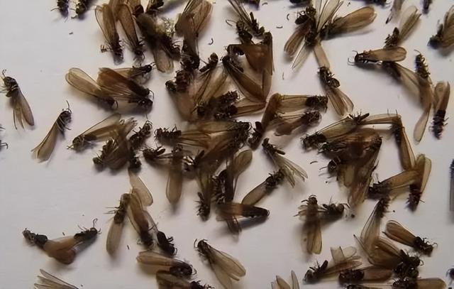 认识飞蚁：带翅膀的黑蚂蚁是什么蚂蚁？有翅膀的黑蚂蚁有毒吗？