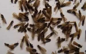 黑蚂蚁养殖视频(认识飞蚁：带翅膀的黑蚂蚁是什么蚂蚁？有翅膀的黑蚂蚁有毒吗？)