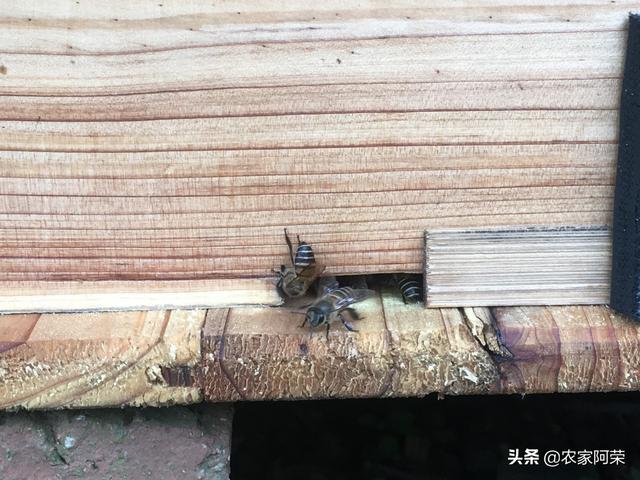 广西农村小伙向蜂农学习养蜂技术，诱蜂成功迈出养蜜蜂第一步