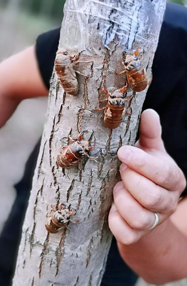 节流鬼的幼虫有多大？两毫米长！蚂蚁经常欺负它们