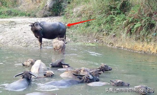 2000年广西农民养了一头水牛，10年后成“神牛”有人出8万都不卖