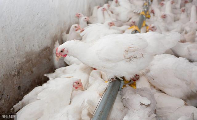 商品肉鸡饲养管理技术，简单养殖好方法，提高肉鸡出肉率