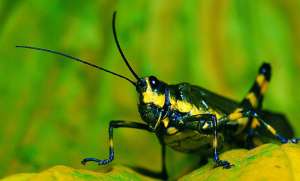 蟋蟀繁殖和养殖(蟋蟀的生存之道：它们是如何用鸣叫方式和繁殖习惯应对环境变化的)