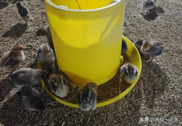 红瑶鸡平养，疫苗、用药、饮水、饲喂，60天出栏纪实