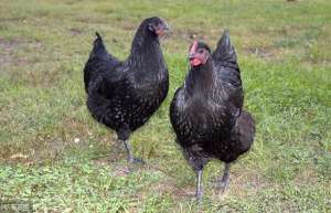 五黑鸡怎么养殖(如何区别乌骨鸡和五黑鸡？经济效益哪个更好？)
