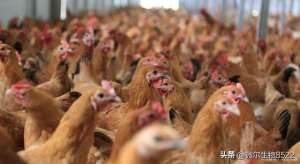冬季肉鸡养殖技术(冬季蛋鸡养殖的7个注意事项，你了解吗？)