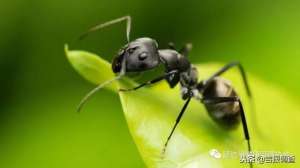 药用蚂蚁养殖技术(小小蚂蚁竟有神奇功效，好多名贵药材都望尘莫及)