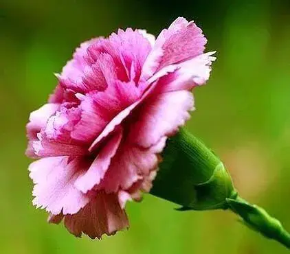 康乃馨花艳寓意美，学会扦插繁殖的方法，母亲节不用再买花