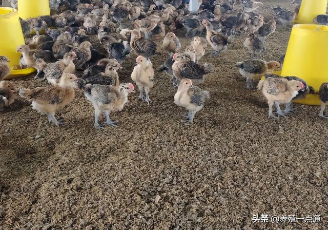 红瑶鸡平养，疫苗、用药、饮水、饲喂，60天出栏纪实
