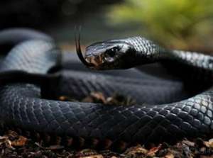眼镜王蛇 养殖(世界十大最毒的蛇，它在国内已有人工养殖)