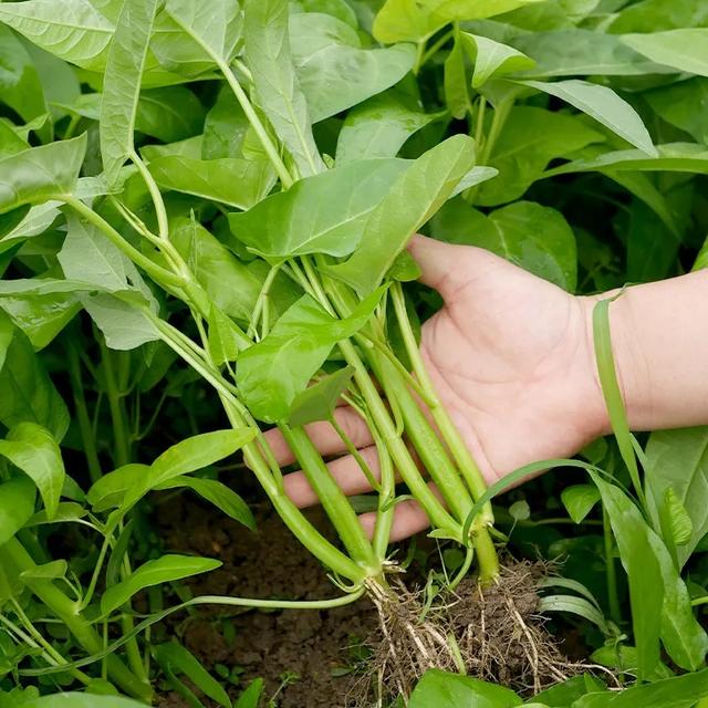 吃剩的青菜根，埋进花盆里，浇点水，冒出小菜园，半年摘不完