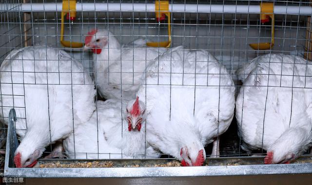 商品肉鸡饲养管理技术，简单养殖好方法，提高肉鸡出肉率