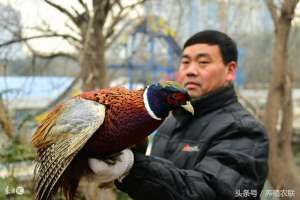 中国山鸡养殖(人工饲养野鸡的六个主要品种，特禽养殖出效益)
