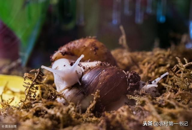 白玉蜗牛养殖有前景吗？具体怎么养？