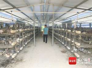 鸽子养殖合作(昌江石碌镇孔车村引进肉鸽养殖产业 致富路上“鸽”声嘹亮)