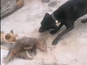 猪獾养殖视频(男子发视频“捕获猪獾让狗撕咬”，警方：构成非法狩猎罪，已移送起诉)