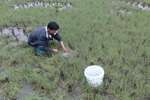 食材界“大熊猫”：这种藻类，营养比燕窝还高，能卖到1000一斤