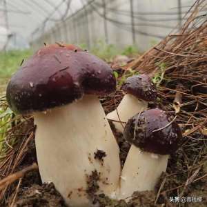 红蘑菇养殖(桂北大球盖菇高效栽培技术及效益分析)