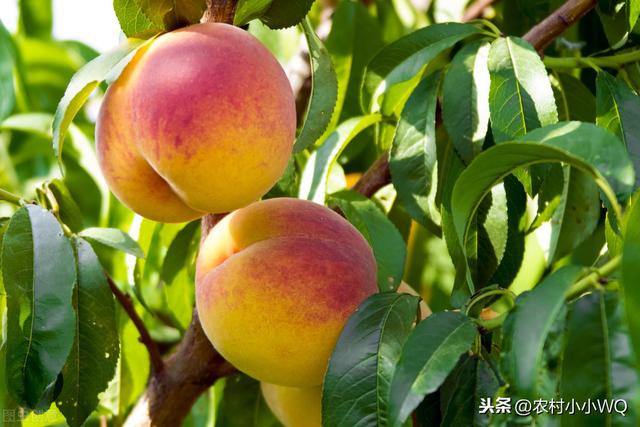 桃树生产上常用的优良品种，再忙也要抓紧学习，一起来看看