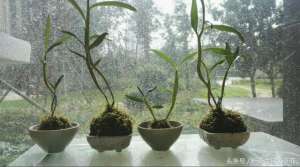 泥炭藓种植技术(这种杜鹃花的种植方式我还是第一次见到，水苔种植你听说过么？)