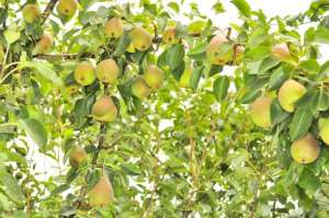 梨树的种植方法(梨树高效生态种植，学会这些方法，再也不要去买梨啦)