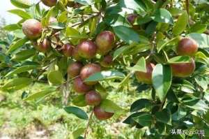 山茶油树的种植效益(2025年油茶种植面积达9000万亩以上，油茶树是“致富树”吗？)