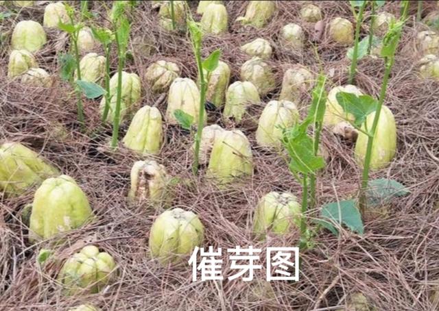 如何在家中空地栽培佛手瓜呢？一次种植、够吃几年
