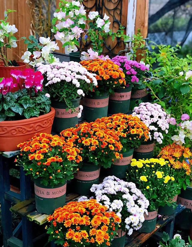 秋天适合养“花园菊”，花比叶繁，颜值超高，养护容易，花期也长