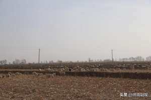 羊牧场养殖(肃南：马蹄乡“异地借牧+舍饲养殖”让牛羊安全越冬 让草场健康休养)