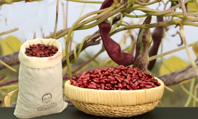 红芸豆：黄土高原上的“红宝石”