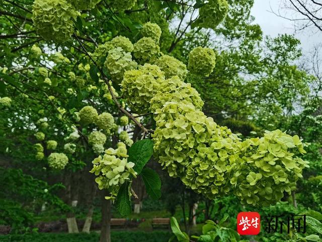 【视频】南京绣球公园里，雪白淡雅的木绣球花盛开