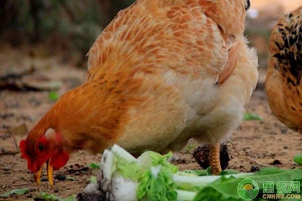 在农村大规模养鸡的成本、利润及养殖前景分析