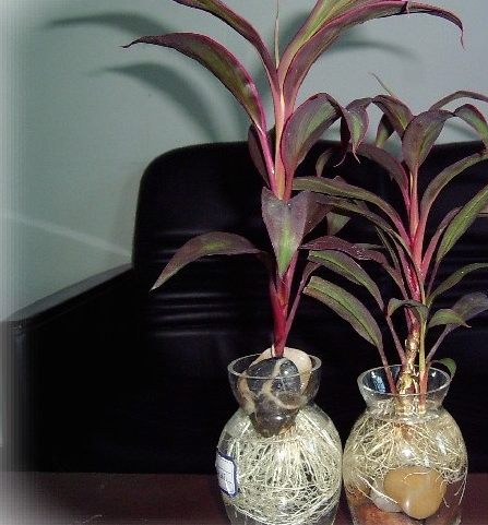 色彩高雅华丽，这种红色“竹子”，客厅养一盆，好运来招财运！