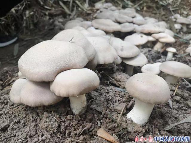 河南博爱许良镇：竹林小蘑菇，走出致富路