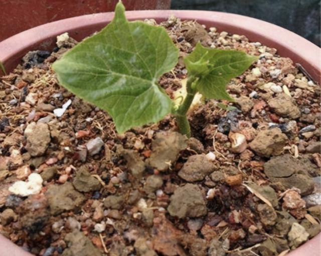 如何在家中空地栽培佛手瓜呢？一次种植、够吃几年