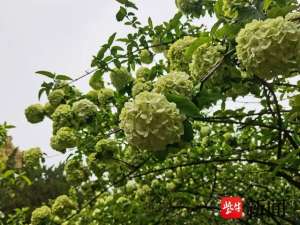 绣球花种植视频(【视频】南京绣球公园里，雪白淡雅的木绣球花盛开)