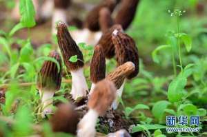 羊肚菌种植可行性研究报告(成都金堂县致力打造羊肚菌出口基地县)