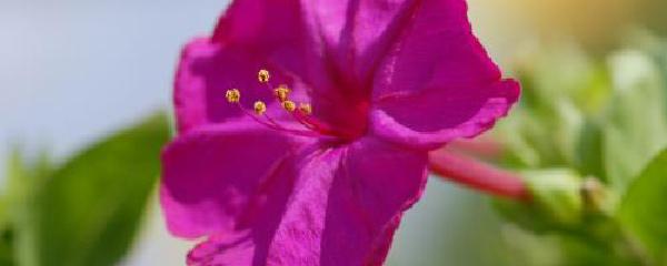 紫茉莉的种植方法